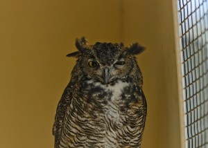 6251915996_27910ccea0_z